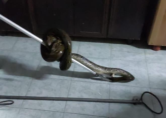 Con trăn đột nhập vào nhà anh Sabri Tazali.