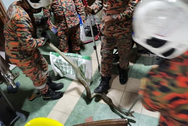 Lực lượng cứu hộ địa phương nhanh chóng xuất hiện sau khi nhận được tin báo và khống chế con trăn.