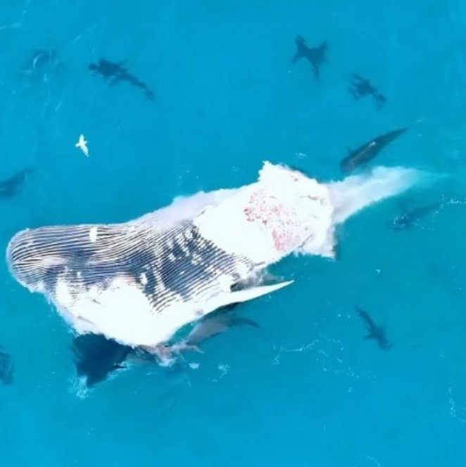 Video: Đàn cá mập 60 con xẻ thịt cá voi lưng gù hơn 30 tấn - 1