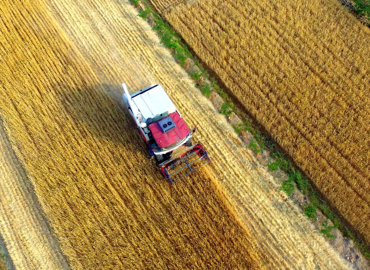 Trung Quốc toàn lực thu hoạch lúa mì trước lo ngại an ninh lương thực - 1
