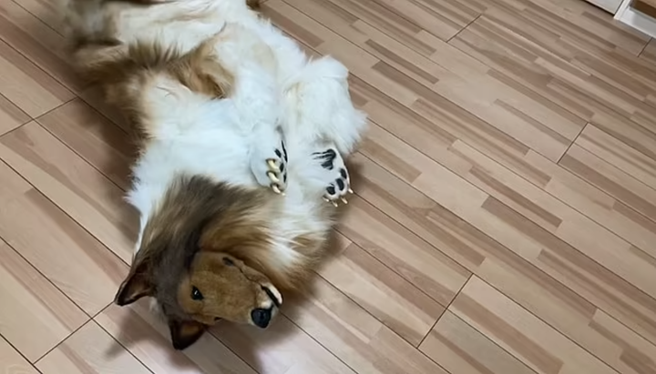 Thanh niên mạnh tay chi hơn 300 triệu để hóa thân và sống như một... chú chó - 5