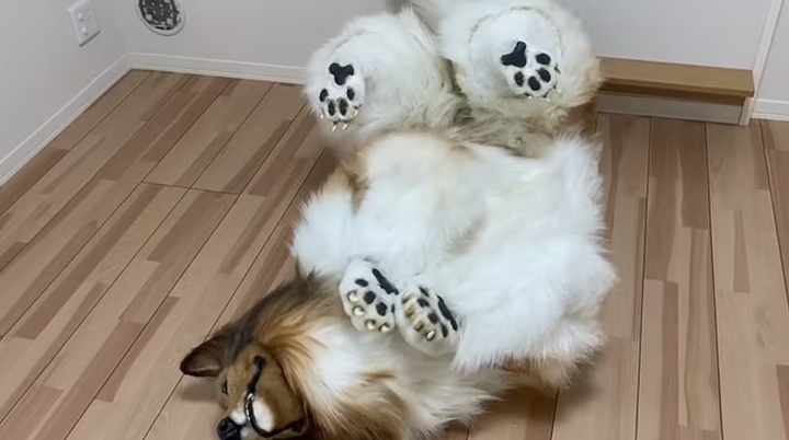 Thanh niên mạnh tay chi hơn 300 triệu để hóa thân và sống như một... chú chó - 6