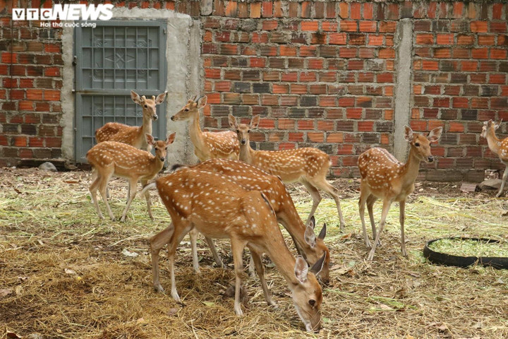 Nuôi hươu sao lấy nhung, 9X Gia Lai kiếm bộn tiền - 4