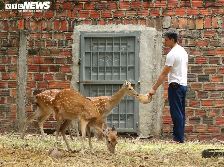 Nuôi hươu sao lấy nhung, 9X Gia Lai kiếm bộn tiền - 2