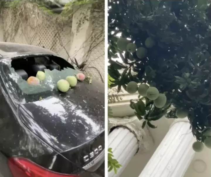 Đỗ xe dưới bóng cây và cái kết gặp phải trái chín cứ thích ‘hạ cánh’ nơi ô tô - 6