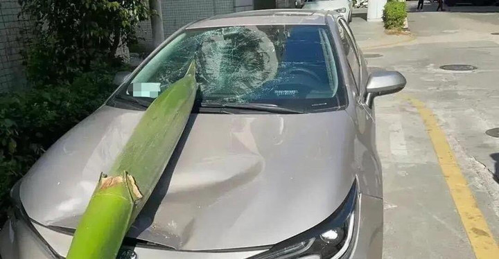 Đỗ xe dưới bóng cây và cái kết gặp phải trái chín cứ thích ‘hạ cánh’ nơi ô tô - 8