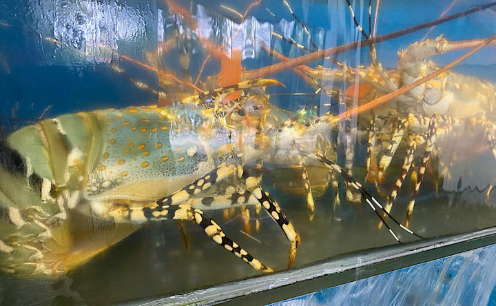 Tôm hùm rớt giá rẻ hơn tôm sú, bà nội trợ chớp cơ hội ăn sang - 2