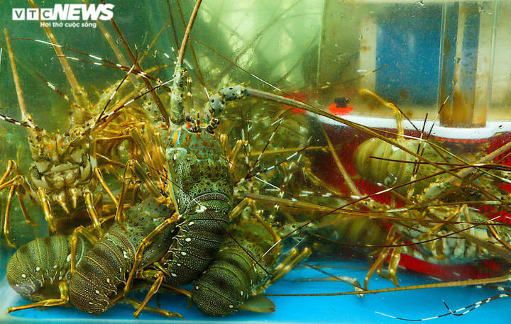 Tôm hùm rớt giá rẻ hơn tôm sú, bà nội trợ chớp cơ hội ăn sang - 1
