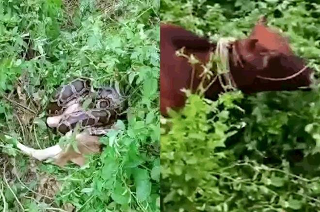 Đau lòng cảnh bò mẹ rống lên thảm thiết khi chứng kiến bê con bị trăn nuốt chửng - 1