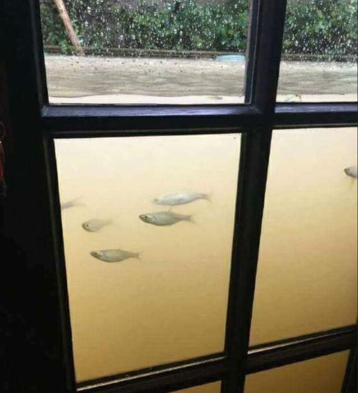 Khoảnh khắc lạc quan đầy hài hước trong những ngày mưa ngập lối về - 2