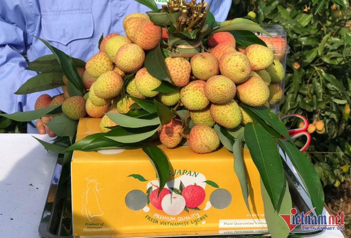 Vải thiều siêu đắt 200.000 đồng/kg: Hàng xuất Nhật, khách nội hiếm được ăn - 1