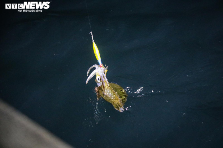 Ảnh: Nghề câu mực của ngư dân Hà Tĩnh ‘sống khỏe’ giữa lúc xăng dầu tăng kỷ lục - 14