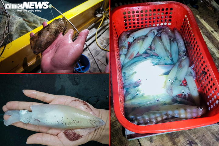 Ảnh: Nghề câu mực của ngư dân Hà Tĩnh ‘sống khỏe’ giữa lúc xăng dầu tăng kỷ lục - 15