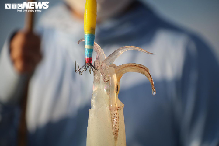 Ảnh: Nghề câu mực của ngư dân Hà Tĩnh ‘sống khỏe’ giữa lúc xăng dầu tăng kỷ lục - 10