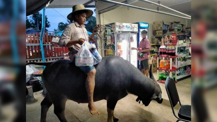 Người đàn ông cưỡi trâu thay xe máy để tiết kiệm giữa 'bão' giá xăng gây sốt - 3