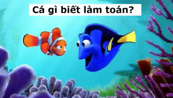 Thách bạn trả lời trong 5 giây: Cá gì biết làm toán? - 1