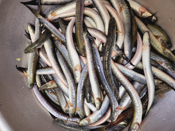 Cá kèo khan hiếm, tăng giá gấp 3, nhà hàng không mua nổi phải chấp nhận bỏ khách - 1