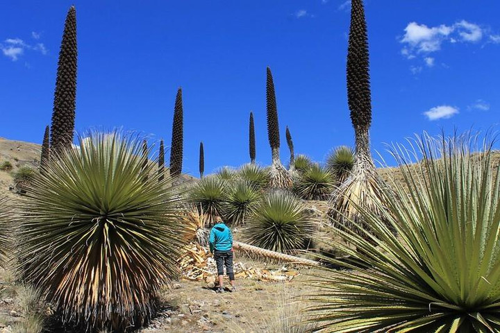 Chiêm ngưỡng khu vườn của các 'khóm dứa khổng lồ' chỉ ra hoa 1 lần duy nhất - 4