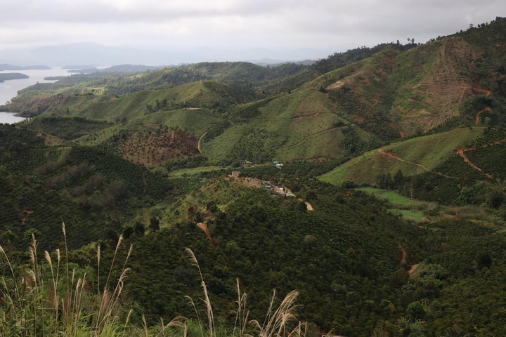 Viện Lâm nghiệp Tây Nguyên để mất 2.000 ha rừng: Thông tin bất ngờ - 1