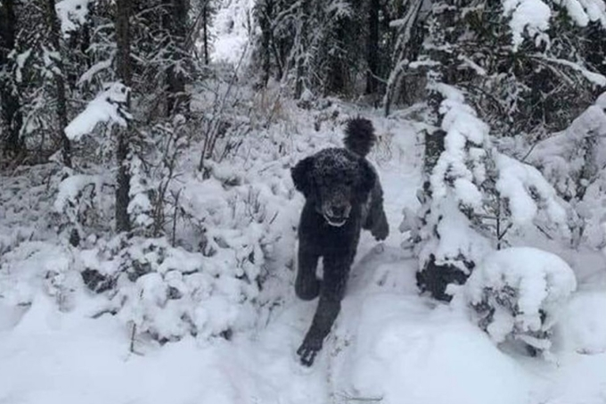 10 người thì 8 người nhìn nhầm khi xem bức ảnh này - 1