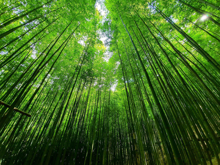 Phát hiện rừng trúc kỳ vĩ đẹp hơn cả cảnh phim kiếm hiệp ngay tại Việt Nam - 1