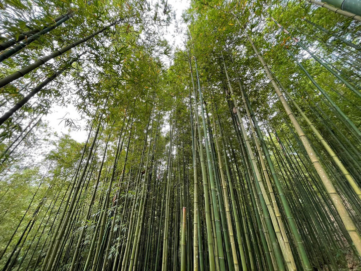 Phát hiện rừng trúc kỳ vĩ đẹp hơn cả cảnh phim kiếm hiệp ngay tại Việt Nam - 5