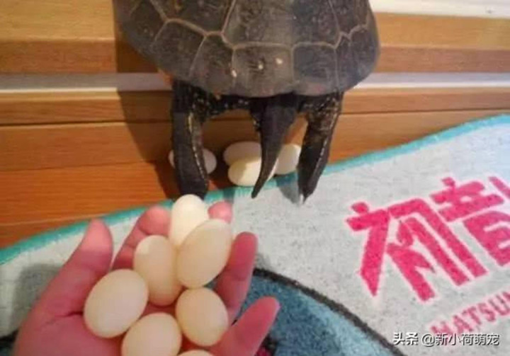 Lấy trứng rùa cưng thử chiên mãi vẫn không chín, chủ bất ngờ vì lý do đằng sau - 3