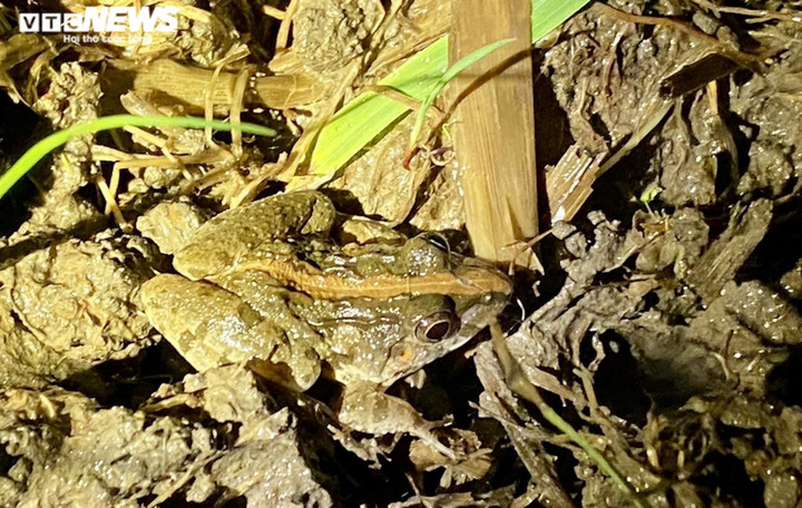 Ảnh: Xuyên đêm soi đèn săn ‘vũ nữ chân dài’ ở miền Tây - 6