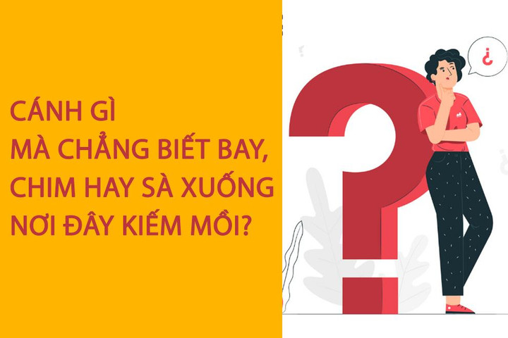 Cánh gì mà chẳng biết bay, chim hay sà xuống nơi đây kiếm mồi? - 1