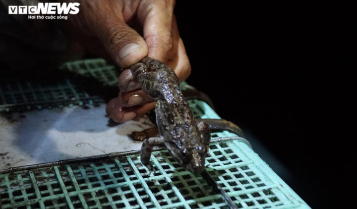 Ảnh: Xuyên đêm soi đèn săn ‘vũ nữ chân dài’ ở miền Tây - 3