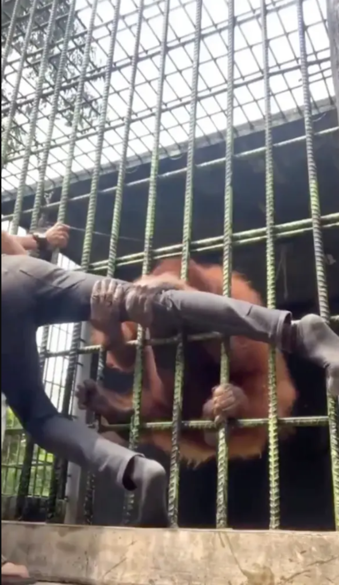 Thanh niên trêu đười ươi khiến con vật nổi giận tạo nên cái kết thót tim - 4