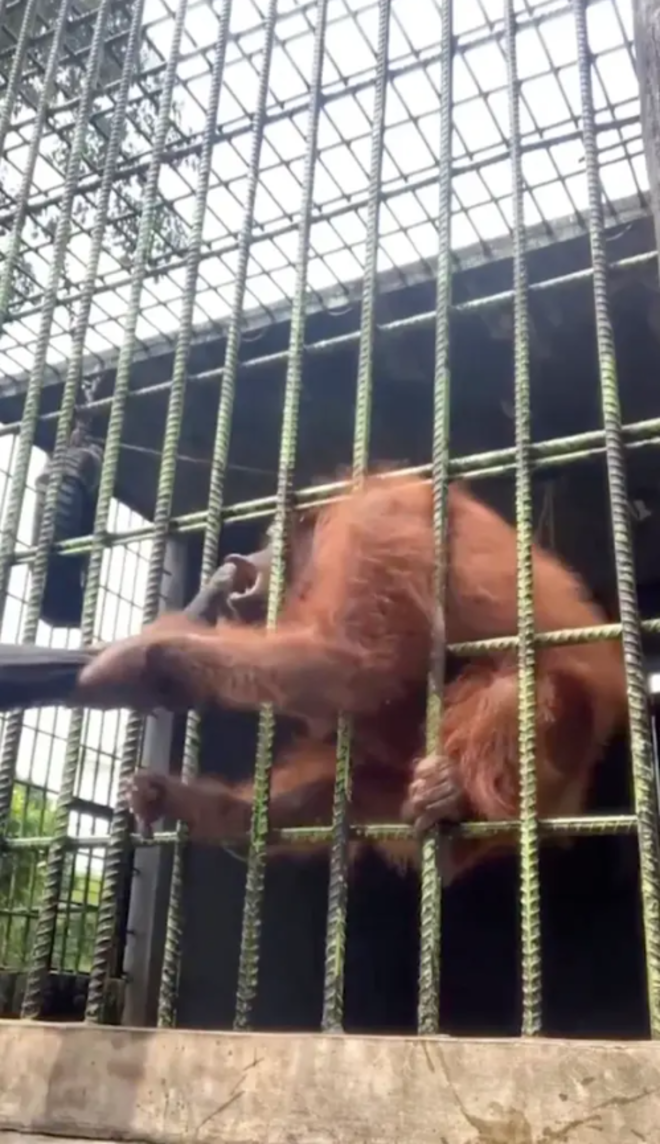 Thanh niên trêu đười ươi khiến con vật nổi giận tạo nên cái kết thót tim - 5