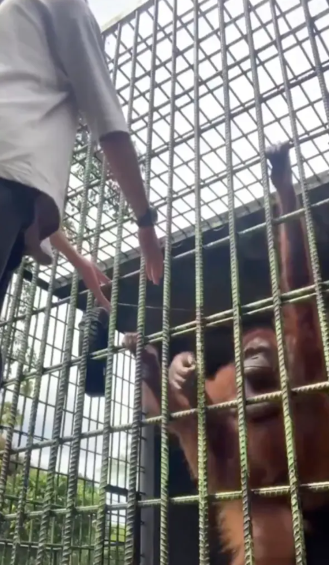 Thanh niên trêu đười ươi khiến con vật nổi giận tạo nên cái kết thót tim - 1