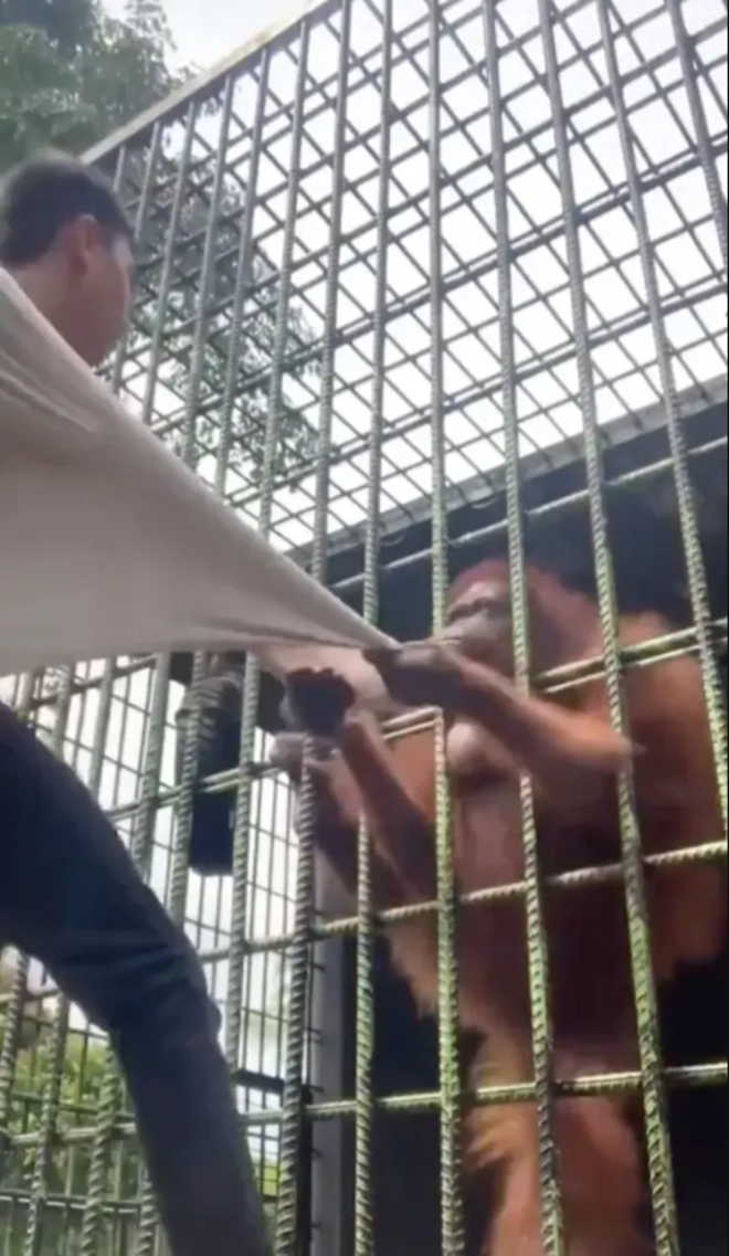 Thanh niên trêu đười ươi khiến con vật nổi giận tạo nên cái kết thót tim - 2