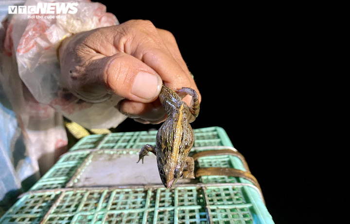 Ảnh: Xuyên đêm soi đèn săn ‘vũ nữ chân dài’ ở miền Tây - 7