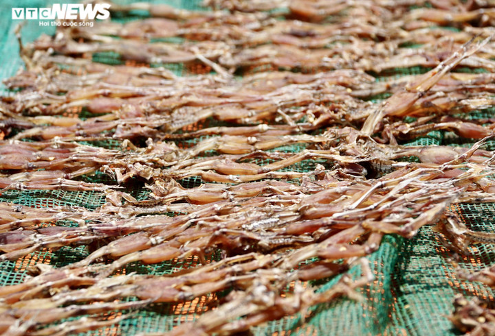 Ảnh: Xuyên đêm soi đèn săn ‘vũ nữ chân dài’ ở miền Tây - 2