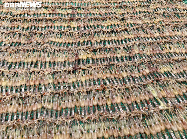 Ảnh: Xuyên đêm soi đèn săn ‘vũ nữ chân dài’ ở miền Tây - 12