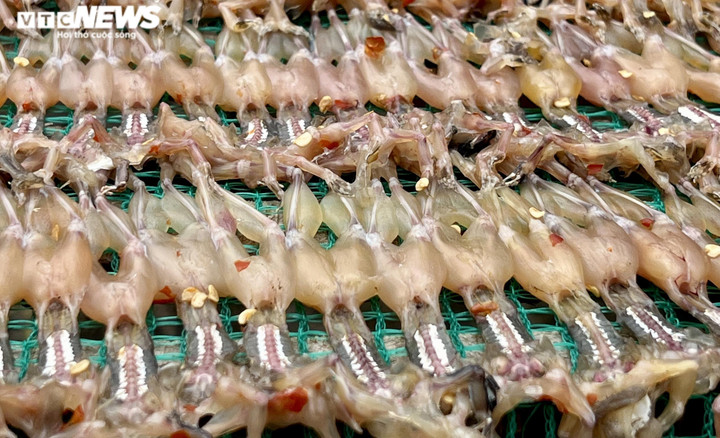 Ảnh: Xuyên đêm soi đèn săn ‘vũ nữ chân dài’ ở miền Tây - 10