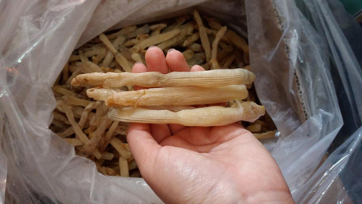 Món quà của biển ‘đắt như vàng’ ở Hải Phòng, ai muốn thử phải bỏ tiền triệu - 5