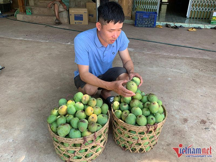 Một giờ bán hết vèo 5 tạ xoài, dân Hà thành mê mẩn đặc sản Sơn La giá rẻ - 4