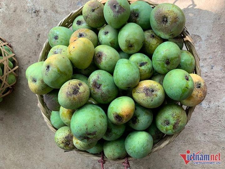Một giờ bán hết vèo 5 tạ xoài, dân Hà thành mê mẩn đặc sản Sơn La giá rẻ - 3