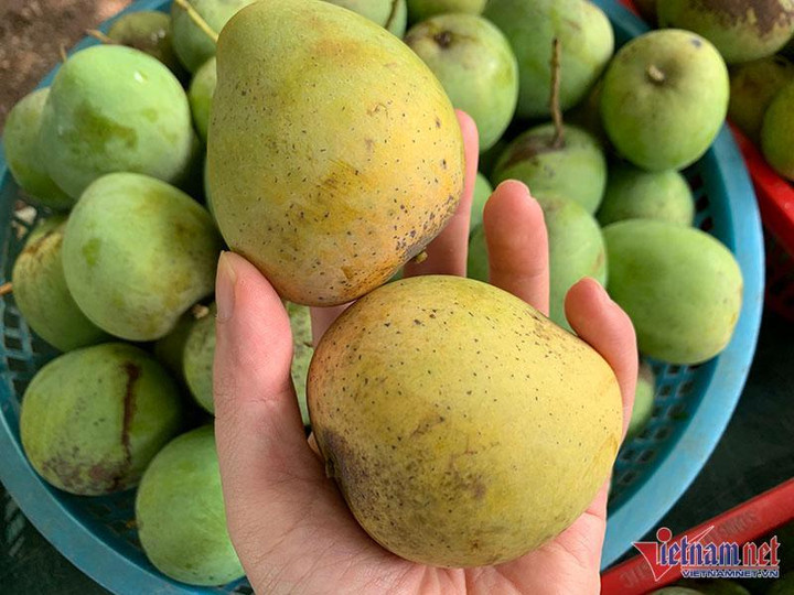 Một giờ bán hết vèo 5 tạ xoài, dân Hà thành mê mẩn đặc sản Sơn La giá rẻ - 1