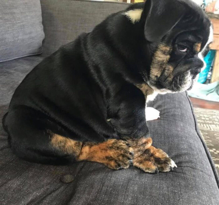 Hội thú cưng 'nguy hiểm' nhất quả đất ngỡ như sắp hóa thành người đến nơi - 4