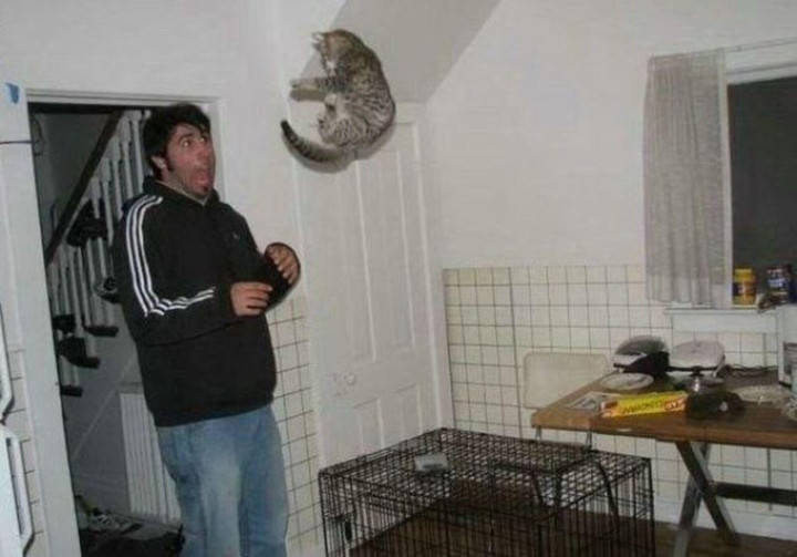 Hội thú cưng 'nguy hiểm' nhất quả đất ngỡ như sắp hóa thành người đến nơi - 10