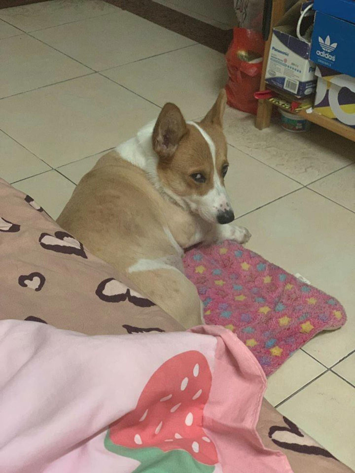 Hội thú cưng 'nguy hiểm' nhất quả đất ngỡ như sắp hóa thành người đến nơi - 8