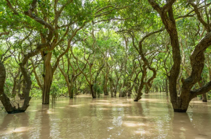 Ở Philippines, học giỏi vẫn không thể tốt nghiệp nếu chưa đạt ‘KPI’ về cây xanh - 3