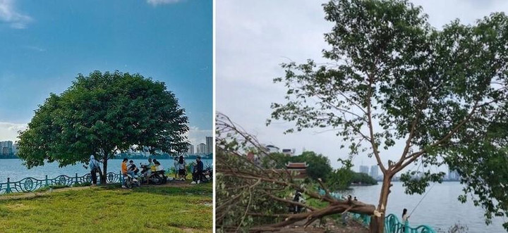 Hà Nội: 'Cây cô đơn' nổi tiếng ở Hồ Tây đổ rạp, nghi bị chặt phá - 1