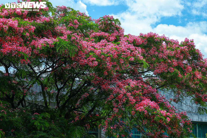Ảnh: Phượng hồng rợp trời Đà Lạt khiến du khách ngẩn ngơ - 11