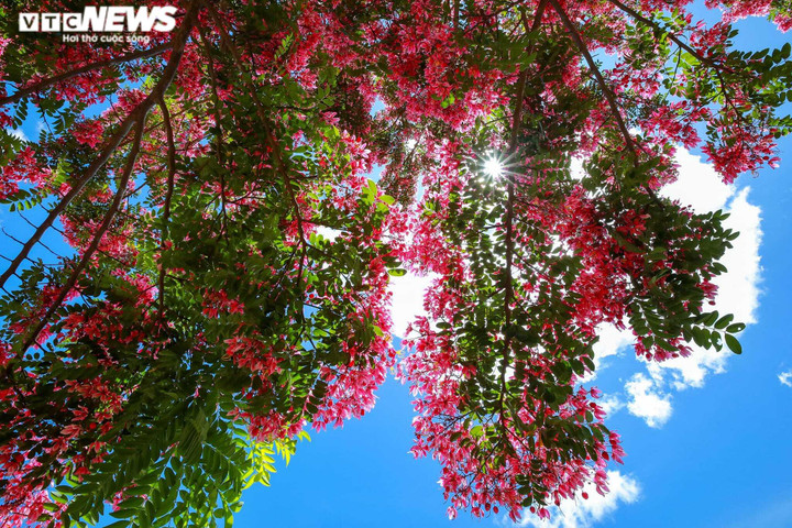 Ảnh: Phượng hồng rợp trời Đà Lạt khiến du khách ngẩn ngơ - 7