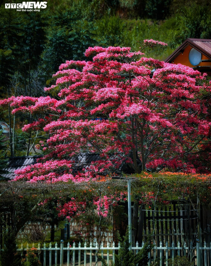 Ảnh: Phượng hồng rợp trời Đà Lạt khiến du khách ngẩn ngơ - 3